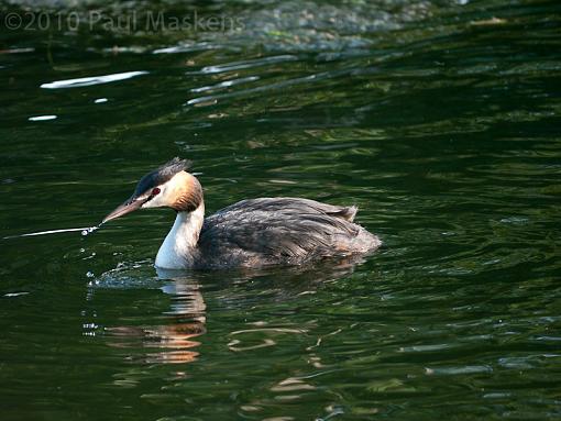 grebe passing by-_1060041.jpg