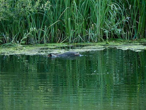 grebe passing by-_1060052.jpg