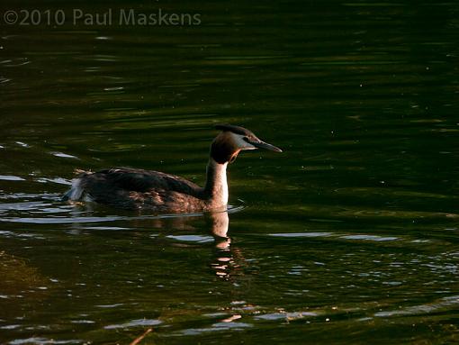 grebe passing by-_1060037.jpg