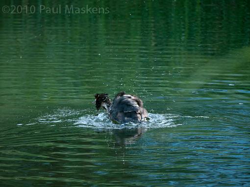 grebe passing by-_1060047.jpg