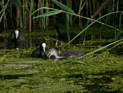 coots - with young-_1060102.jpg