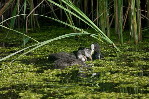 coots - with young-_1060103.jpg