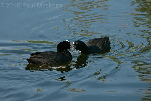 coots - with young-_1060004.jpg