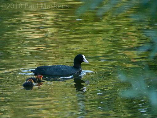 coots - with young-_1060061.jpg