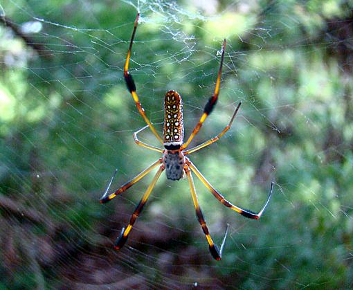 I've got your back....-spider-back-garage.jpg