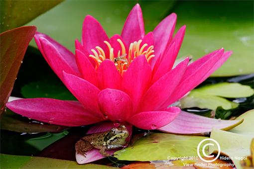 Parasol-frog-lotus.jpg