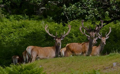 Red Deer-reds.jpg