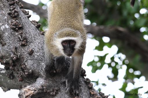 Primates of Kruger National Park...-_dsc1869-1.jpg