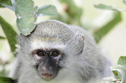 Primates of Kruger National Park...-_dsc2495.jpg