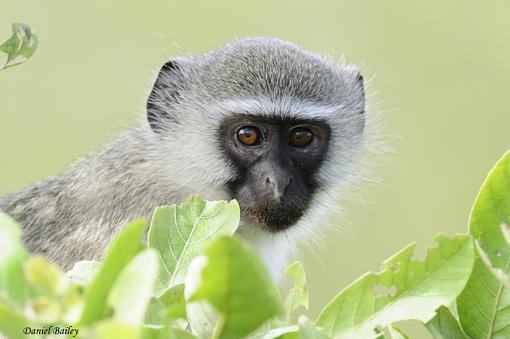 Primates of Kruger National Park...-_dsc2499.jpg