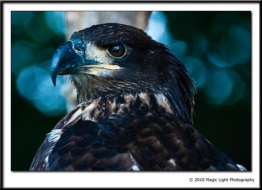 Young Bald Eagle Portrait-_mg_7438.jpg