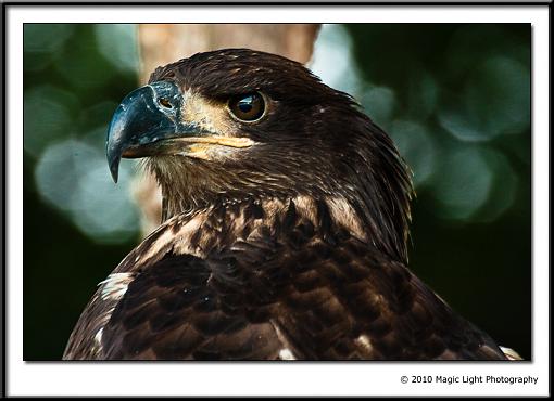 Young Bald Eagle Portrait-_mg_7438.jpg