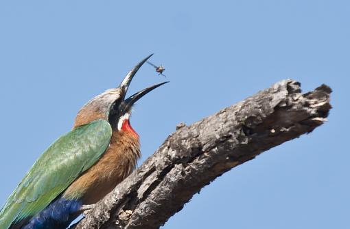 Kruger and Kgalakgadi-wht-frntd-b-etr-crop-krgr-10-_dsc0630r.jpg