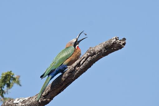 Kruger and Kgalakgadi-wht-frntd-b-etr-krgr-10-_dsc0630r.jpg