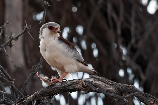 Meal Times-pygmy-falcon-krgr-10-_dsc3215r.jpg