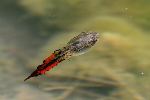 Tadpole ID?-tadpole-colorful.jpg