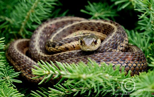 Snake on a Bush-snake-bush.jpg