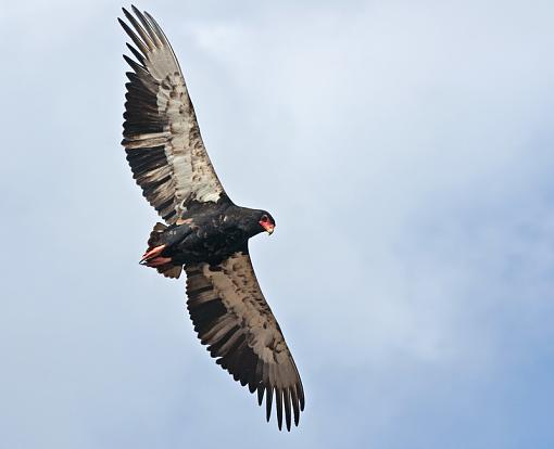 Bateleur Eagles-btlr-krge-10-_dsc1891r.jpg