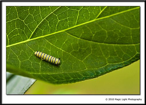 Baby Butterflies-_mg_7758.jpg