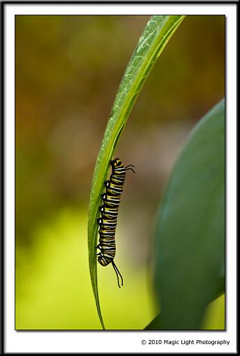 Baby Butterflies-_mg_7685.jpg