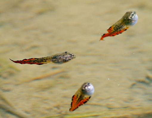 Tadpole ID?-tadpole-colorful-2.jpg