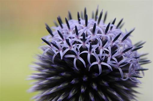 Globe Thistle Flowers-globe-thistle-bloom.jpg