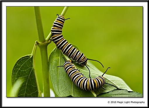 Baby Butterflies-_mg_7853.jpg