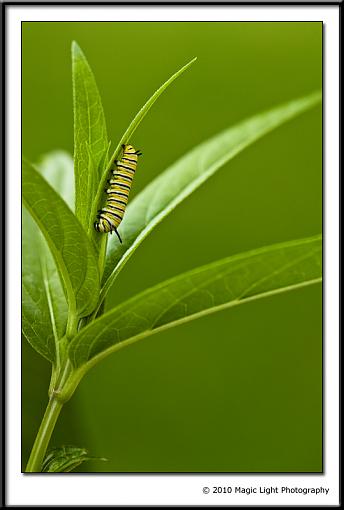 Baby Butterflies-_mg_7976.jpg