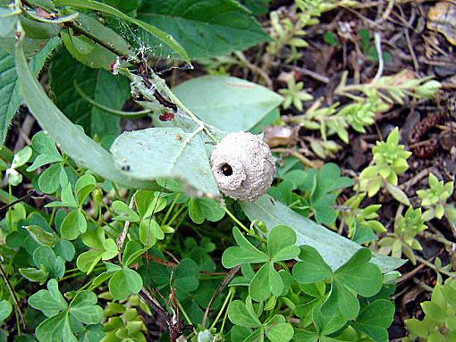 Potters wasp was here-blueberry-clay-pot.jpg