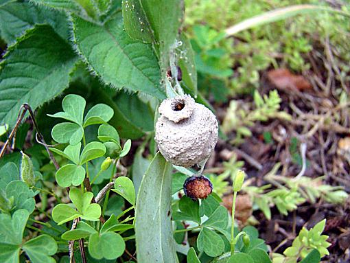 Potters wasp was here-blueberry-clay-pot-2.jpg