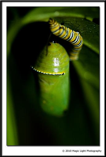 Baby Butterflies-_mg_8024.jpg