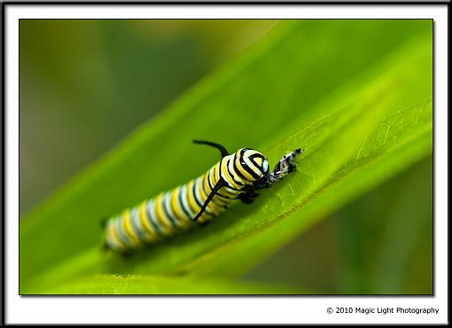 Baby Butterflies-_mg_8020.jpg