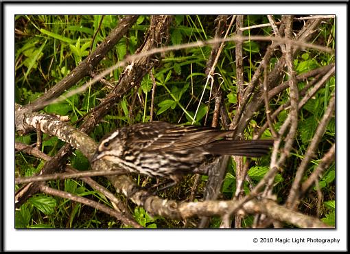 SUMMER 2010 Bird ID Thread-_mg_6256.jpg