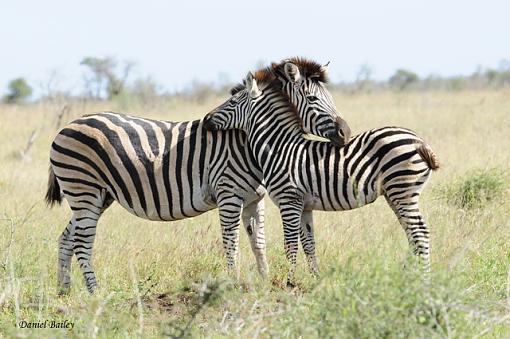 zebras of Kruger NP-_dsc2352.jpg