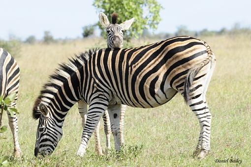 zebras of Kruger NP-_dsc2359.jpg