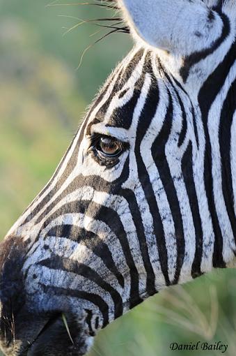 zebras of Kruger NP-_dsc2371.jpg