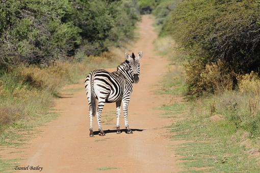 zebras of Kruger NP-_dsc1251.jpg