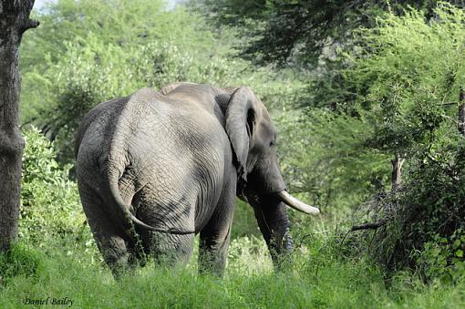 elephants of Kruger NP-_dsc1762.jpg