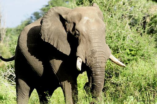 elephants of Kruger NP-_dsc1769.jpg