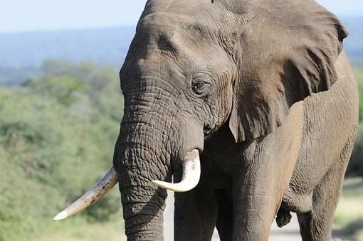 elephants of Kruger NP-_dsc1842.jpg