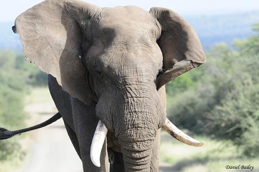 elephants of Kruger NP-_dsc1844.jpg