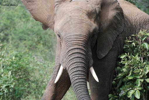 elephants of Kruger NP-dsc_0106.jpg