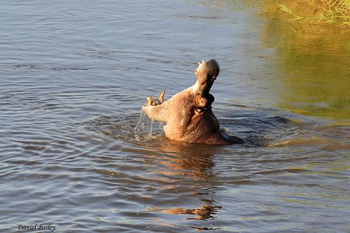 hippos of Kruger NP-_dsc2080.jpg