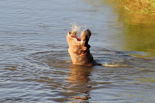 hippos of Kruger NP-_dsc2081.jpg