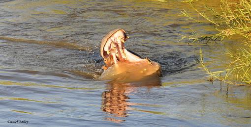 hippos of Kruger NP-_dsc2105.jpg