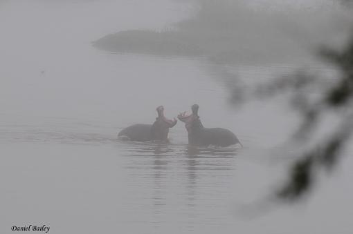 hippos of Kruger NP-_dsc2138.jpg