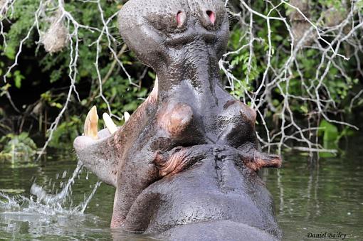 hippos of Kruger NP-_dsc2607.jpg