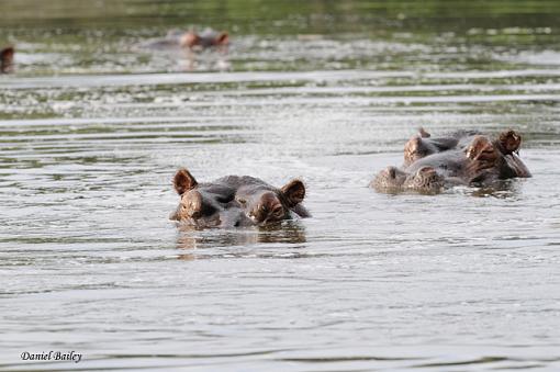 hippos of Kruger NP-_dsc2594.jpg