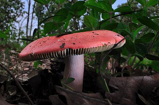 Mushroom-dsc_1020.jpg