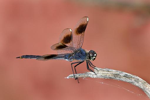 Some dragonflies-four-spotted-pennant1.jpg